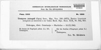 Uromyces pisi-sativi image